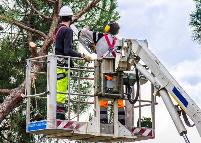 How to Hire a Commercial Tree Service Company in Rhode Island