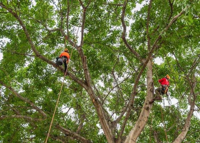 Common Tree Diseases in Rhode Island and How to Prevent Them